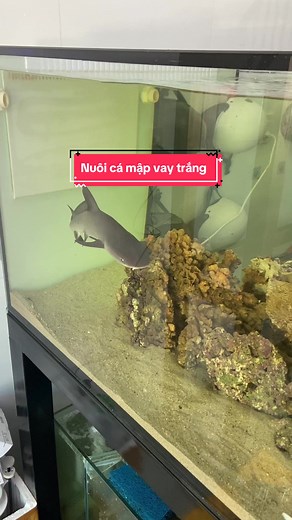 Nuôi cá mập vay trắng - Cách nuôi cá biển tại nhà