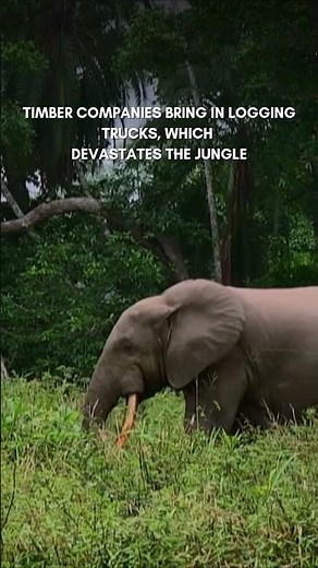 African Forest Elephants | Conservation Frontlines