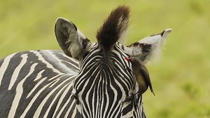 Baby Zebra Closeup Portrait Savannah Small Stock Footage Video (100% Royalty-free) 3522013913 | Shutterstock