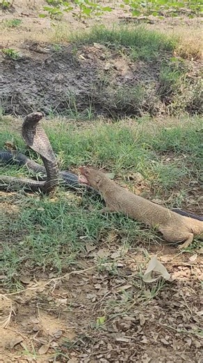 Mongoose ans Cobra snake #mongoose #cobra #naturelovers #animals
