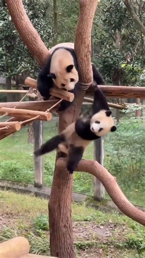 panda crash moment #panda #cute #animals #funnyvideo #cutepanda #funny