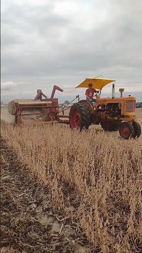 Moline with Cockshutt Combining beans #farmmachinery #hcop25 #farmall51