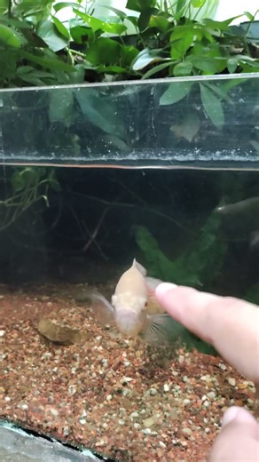 Optics 034 (Refraction Water vs Glass)