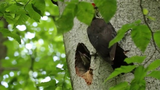 22K views · 1.3K reactions | Pileated Woodpecker chicks calling mom for food (Dryocopus pileatus) North America, Canada. | BIRDS & Nature | Facebook