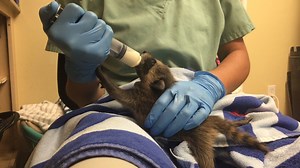 5.7K views · 260 reactions | Baby season is keeping our staff busy!...