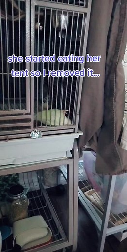 #flocklife #dramaqueen #parrotslove #fypparrot #greencheekconure #conurelove #conuresonly #mooncheekconure #parrotlover #cuteparrots #foryouparrot #gcc #birdtok