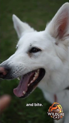 Why dogs growl, and what it means #dogtraining #animals #facts