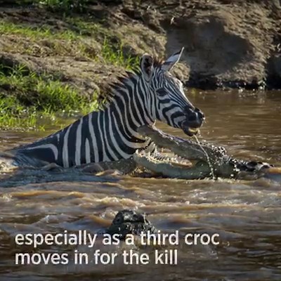 597K views · 2.5K reactions | A gutsy zebra gave a hungry croc a lot...