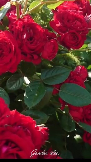 The beauty of Red Roses | Garden Idea