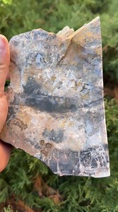 Arizona Petrified Wood Slab: Polished Fossil Wood - Etsy