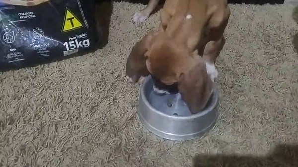 Filhote que come bem