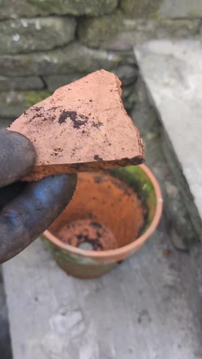 Planting Thyme #gardening | Life on Pig Row