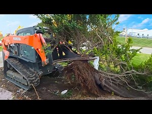 Cleaning up overgrown landscape
