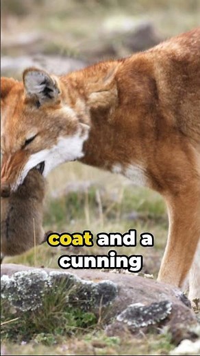 Rare & Endangered Ethiopian Wolf