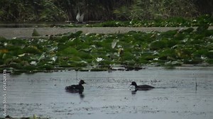 A duck black-necked grebe (Podiceps nigricollis) with ducklings floats in the lake, a male dives and catches fish and feeds ducklings, Lake Kugurluy, Ukraine