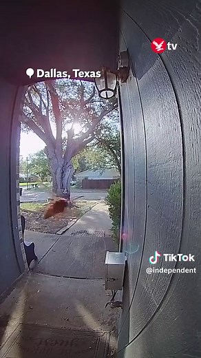 A Ring doorbell camera captured the bizarre moment a wasp flew onto the lens of the security device and activated the sensor, before promptly flying away. 30-year-old Alex Gomez captured the footage while he was relaxing at his home in Dallas, Texas. #fypシ #fy #fyp #viral #trending #world #usa #wildlife