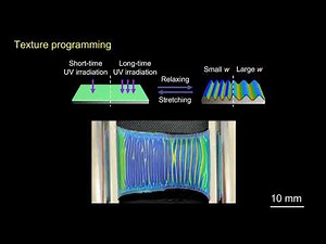 Stretching-relaxing process of CLCE-LCE bilayers with programmable texture and color modulation