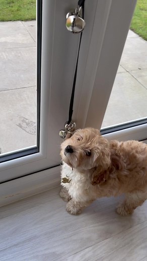 #cockapoo #cockapoopuppy #cockapoolife #cockerpoo #cockerpoolove #cockerpoopup #cockepoolife #cockerpoolife #cockapoos #cockapoodogs