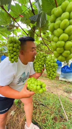 Amazing fruit that offer relaxation 🍒🍎🥭🍓#short #nature #fruit