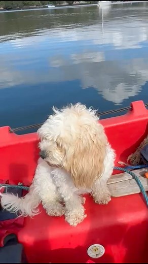 Just the sun, the sea, Unité and Captain Penny 🐾 #AtlanticChallenge #Unité #Rowing #Sailing #Denmark2026 #Competition #BantryBay | Atlantic Challenge Ireland
