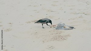 crow eats dead seagull on the sandy beach