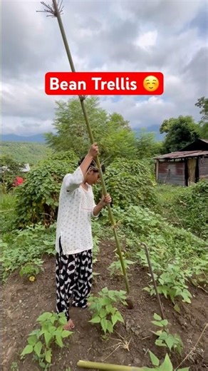 Simple Ways to Help Climbing Beans Grow Faster 😍