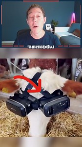 Why farmers are putting virtual reality headsets on cows. | TheFeedski