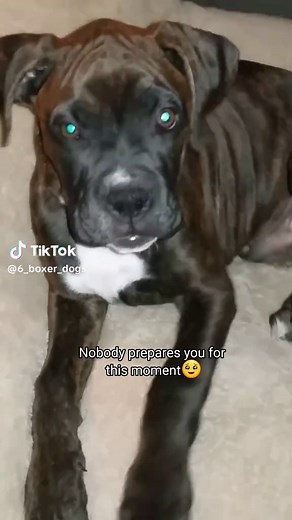 #CapCut #onthisday Wilson just turned 10 on December 11th. 😭❤️ #boxerdogsoftiktok #foryoupage #cutedogs