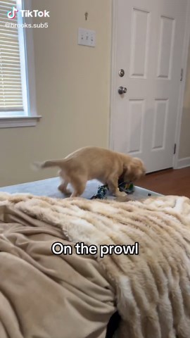 Ms P's Playtime: A Dog's Perspective on Toy Time