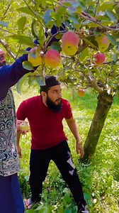 Har apple ke saath ek naya ehsaas 🍎 Thandi hawa, sabz bagh aur taazgi se bhare ye lamhe… Nature ke beech apne haathon se apple todne ka maza hi kuch aur hai! 🌿 Taste bhi fresh, feeling bhi pure ❤️ Yahan har bite mein mehnat, khushboo aur barkat ka swad hai! #ShaikhFoodie ⸻ 📸 Hashtags: #ShaikhFoodie #ApplePicking #AppleOrchard #FreshFromNature #FoodieVibes #OrganicApples #NatureLover #FarmToTable #FoodJourney #HealthyEats #TravelAndTaste #FoodLover #FruitLover #AppleSeason #FoodWithSoul | Shai