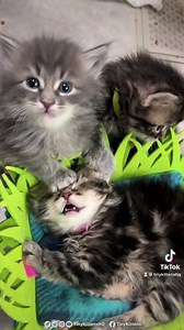 🎶 Sisters, sisters... 🎶🤣🤣 Fall in love: TinyKittens.com/live If you're not watching mama Fifi and her adorable kittens grow up on our rescue livestream, you are missing out on 24/7 squeeliciously hilarious moments!!! They might be the cutest, floofiest kittens of all time!! 😁🦨 #rescuecat #kittens #cuteanimals #rescuedismyfavoritebreed #adoptdontshop #animalrescue #catsofinstagram #funnyanimals | Tinykittens