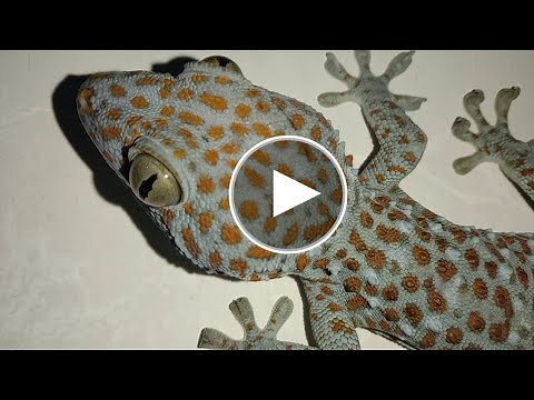 cara memanggil tokek | cara menangkap tokek || how to catch a gecko #jecko