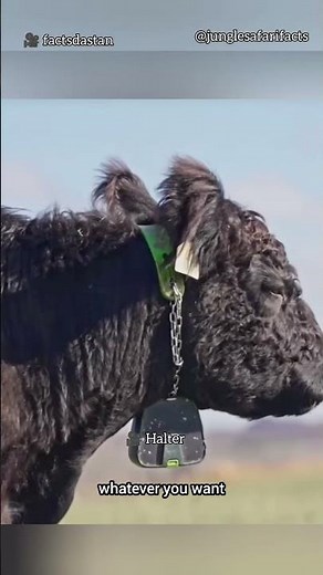 Discover the latest in agriculture technology virtual fencing is revolutionizing cattle farming! 🐄🌾