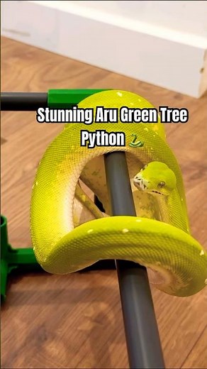 The Stunning Island Dragon: The Aru Green Tree Python 🐉✨