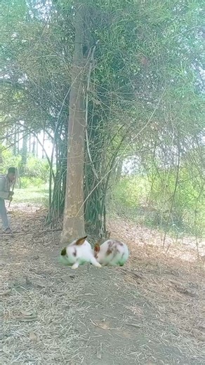 Rabbit catching #rabbit kill #double rabbit #double kill #reels