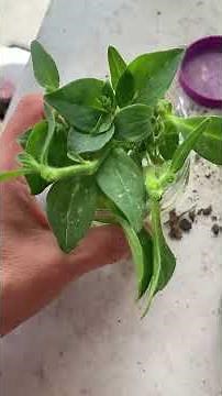 Petunia cuttings propagating ￼