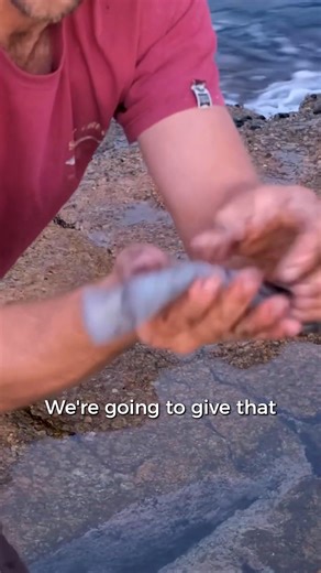 How to properly clean a squid 🦑 #FishingAdventures #SquidFishing #CatchAndCook | Gido’s Fishing Adventures