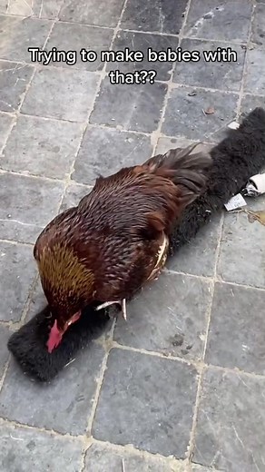 HE’S BROKEN!! 😭😭😭🤣😂🤣 #rooster #chicken #wrongwoman #dude #bruh #broken #stupid