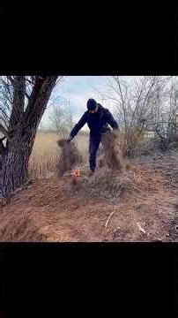 🛖⛺Building a secret shelter inside a large tree: extreme survival #survivalmode #survivalbuilds