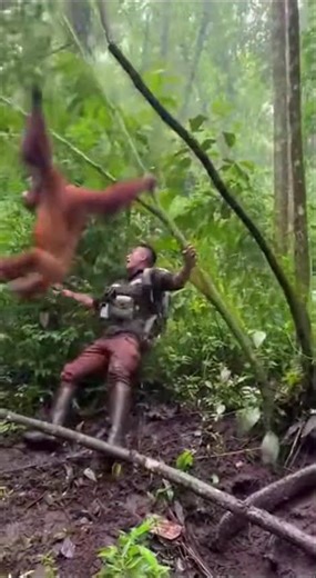 Fisherman Frees Wolverine Kit — Mother Charges on Ice