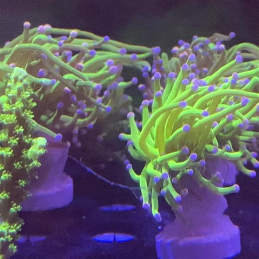 Flow! @ReefNutrition #SaltwaterAquarium #FishTank #SaltwaterTank #Coral #Reef