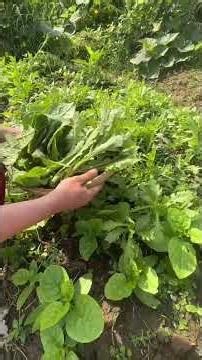 hái rau ăn lẩu #ngocnumientay #đaothinu