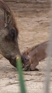 We’re used to celebrating father’s day as humans but what about all the animal dads out there? Watch here to see what fathers look like in the wild! | Nature Bites