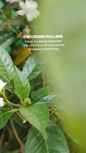 The Crowd Pullers | The Cloud Nine Estate #greenlove #fruit #nature #forest #estate #slowliving