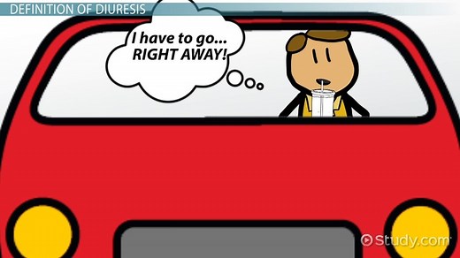 Diuresis Definition, Types & Treatment