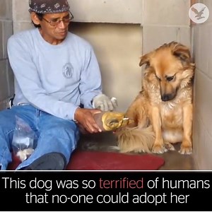 9.8M views · 7.1K reactions | This dog was so terrified of humans no one could adopt her - but now look!  | The Independent | Facebook