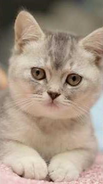 8 Ways to Show Your Cat You Love Them (That They’ll Actually Understand)