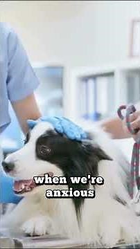 Changes in Breathing A Sign of Aging in Dogs #doglover #pettraining #dogtraining #petcareadvice