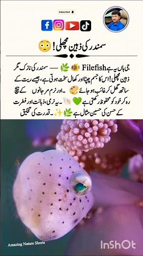 Filefish 🐠💙 – The Ocean’s Master of Disguise! #AmazingNatureShorts #Wildlife #Shorts