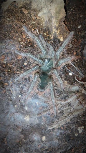 Another step closer to the throne 👑 My T. blondi sling just molted again — slowly growing into the biggest tarantula in the world! 🕷️🔥" #TBlondi #GoliathBirdeater #WorldsBiggestTarantula #MoltingJourney #TarantulaGrowth #GiantSpider #HuntersDen #TarantulaCollectors #ArachnidLovers #SpiderWorld #TarantulaCommunity | ExoHunter